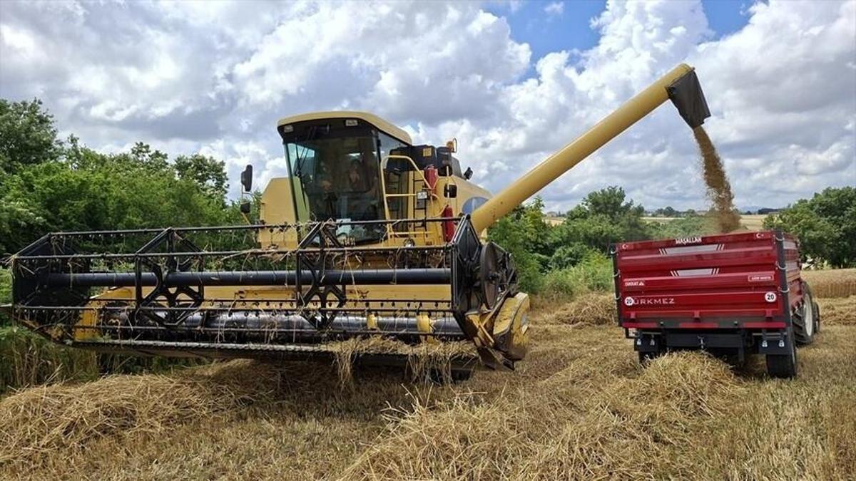 Bafra Ovası'nda arpa ve buğday hasadı başladı