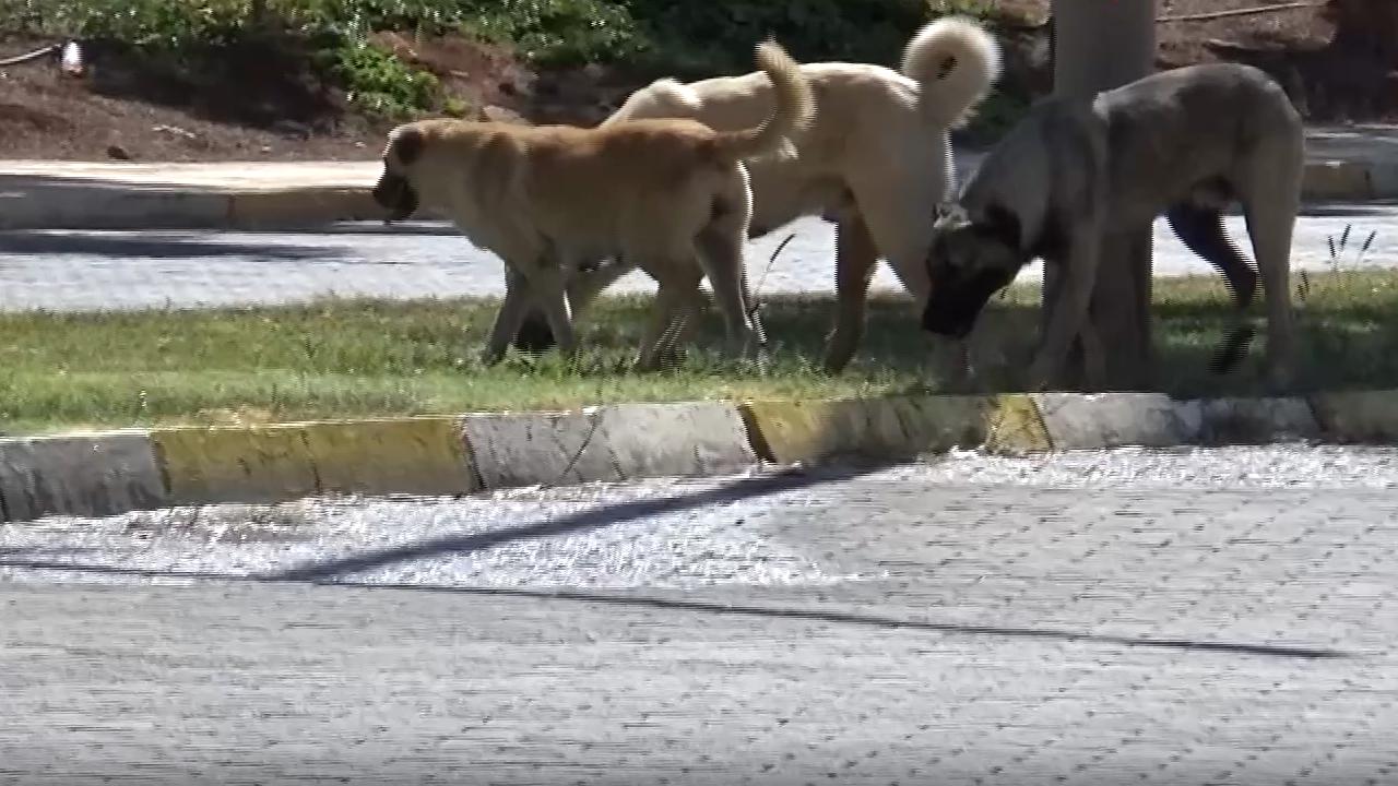 Sahipsiz köpeğin saldırısına uğrayan 1,5 yaşındaki çocuk yaralandı