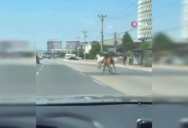 DÖRTNALA KOŞTULAR: Başıboş atlar Bursa trafiğinde!