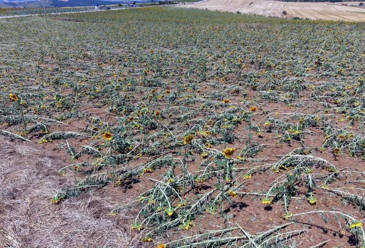 Tekirdağ'da dolu yağışı nedeniyle 35 bin dekar ekili alan zarar gördü, hasar tespiti başladı