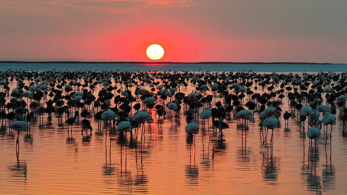 Bakan Kurum'dan Tuz Gölü paylaşımı: Son 5 yılın en yüksek yavru flamingo sayısına ulaştık