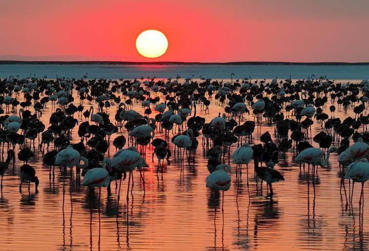 Bakan Kurum'dan 'Flamingo' paylaşımı: Son 5 yılın en yüksek yavru sayısına ulaştık