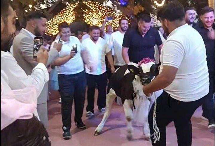 Takı töreninde damada dana hediye ettiler