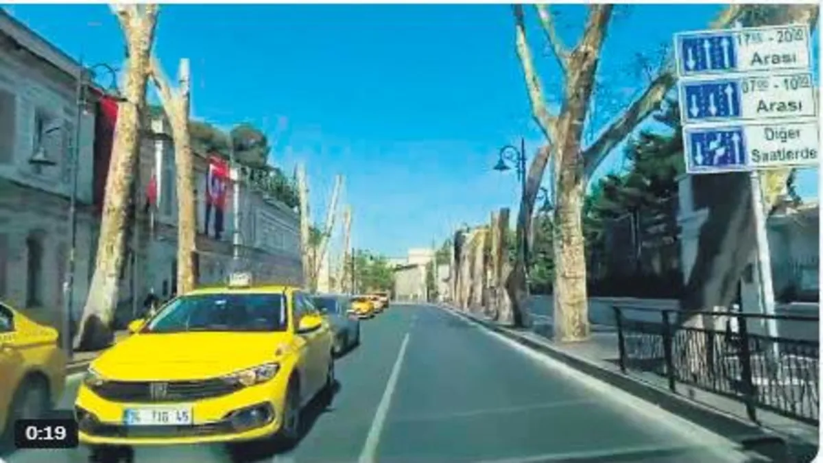 Tarihi çınarlar ölüme terk edildi