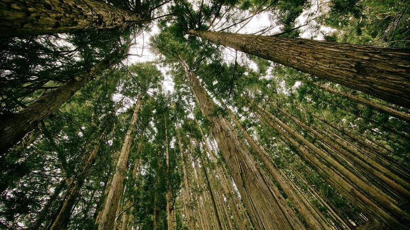 Rize'de yamaçtan kopan kaya parçaları Karadeniz Sahil Yolu'na düştü