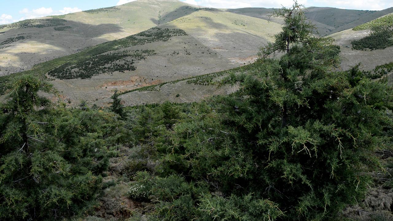 Çanakkale'de orman yangını riski nedeniyle biçerdöver kullanımı kısıtlandı