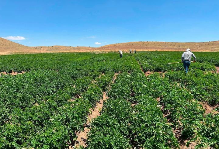 Patates klonlarının performansı incelendi