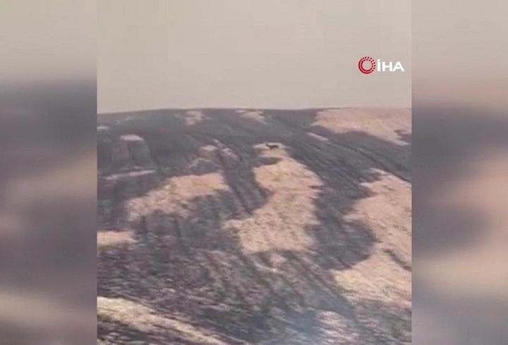 Çanakkale'de yangından kaçan geyik kameralara yansıdı