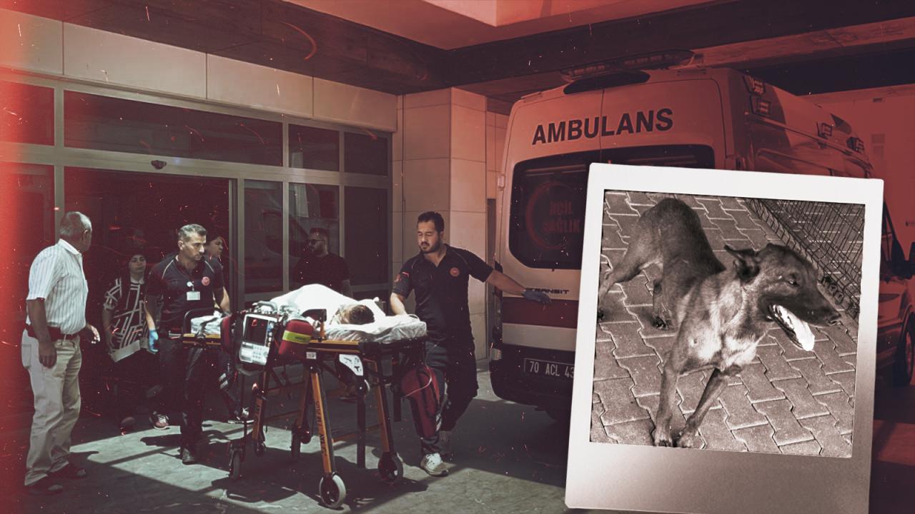 Karaman'da 3 yaşındaki çocuğa saldıran köpeğin sahibi tutuklandı