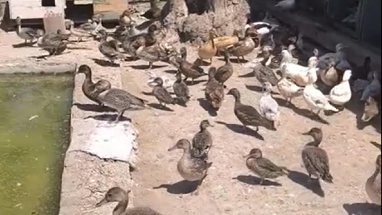 Ekipler yaban hayvan ticaretine göz açtırmıyor