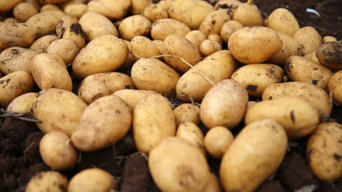 Avrupa'nın ortasında patates krizi
