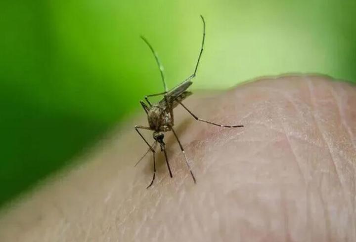 Avrupa'da Batı Nil virüsü alarmı! Bir ülkede daha görüldü