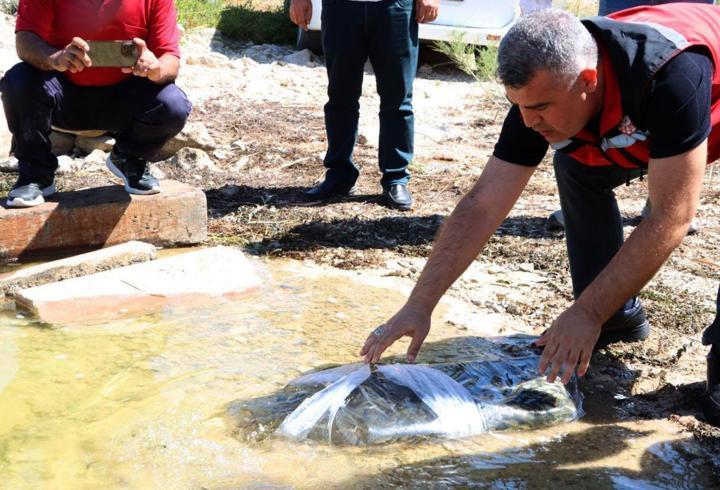 Gaziantep’te baraj ve göletlere 40 bin yavru balık bırakıldı